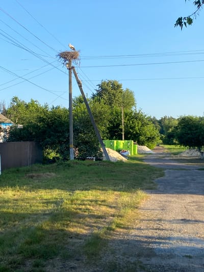 A tall power line pole stands to the left of the frame, with a large bird's nest constructed at its top. A single stork is visible in the nest, facing to the left. Several power lines extend from the pole, crisscrossing the clear blue sky. To the right of the pole, a paved road runs vertically through the image, bordered by a grassy area. In the background, a dense line of green trees stretches across the horizon. Several bright green plastic containers are stacked near the road and the trees, suggesting construction or storage. The sunlight casts long shadows across the grassy area and the road, indicating that it is either early morning or late afternoon. The scene appears to be set in a rural or semi-rural location. No text is visible in the image.