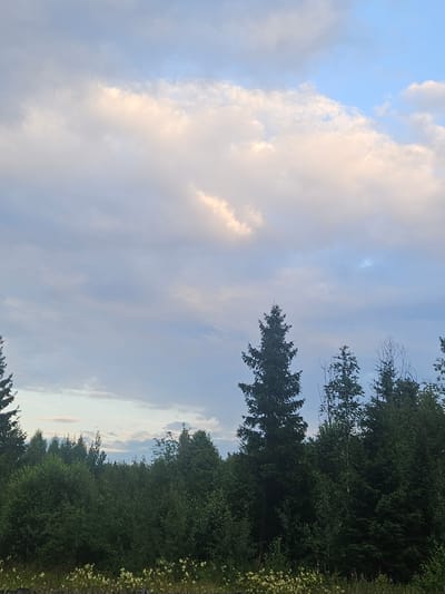 A wide shot captures a treeline of dense, dark green foliage under a sky filled with light gray and pale pink clouds. The clouds are illuminated from above, creating a soft, diffused light. In the foreground, a wooden fence runs along the bottom of the frame, with a patch of small, white flowers growing behind it. The scene is likely the outskirts of Kurovo, Russia, given the typical landscape of the region.