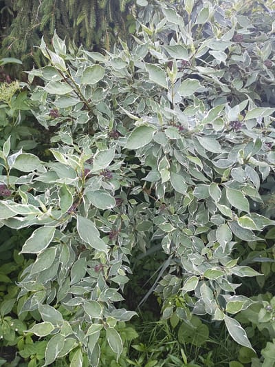 The image shows a dense shrub with variegated leaves, characterized by green centers and white edges. Small, dark buds are visible among the foliage. The shrub is surrounded by other green foliage, including what appears to be evergreen branches at the top of the frame. The lighting suggests an outdoor setting, likely in a garden or natural area. There are no people or animals visible in the image. The scene is captured in a close-up, vertical orientation. The image does not provide any specific information about the city of Васильково, Russia, or any other location.