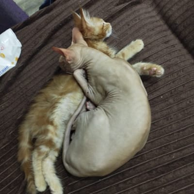 In the city of Pokosnoye, Russia, two cats are napping together on a brown, corduroy-textured surface, likely a couch or bed. One cat appears to be a Sphynx, with smooth, pale skin, and is curled around the other. The second cat is an orange tabby with fur, also curled up against the Sphynx. They are positioned on their sides, intertwined and asleep. To the left of the cats, a white packet with some Russian text and yellow markings is visible, suggesting it might contain wet wipes or a similar product. The lighting suggests an indoor setting, possibly a home.