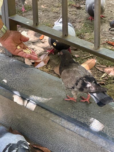 The image depicts a person's hand, adorned with a silver watch, extended to feed several pigeons. The hand is open and contains small pieces of what appears to be birdseed. In the foreground, a pigeon with grey and black plumage is actively eating from the hand. Behind it, other pigeons are visible, some with their feet on the ground and others partially obscured. The setting appears to be outdoors, with a gravel and dirt ground covered with scattered dry leaves. A metal fence runs horizontally across the middle of the image, separating the feeding area from a concrete structure in the foreground, possibly a ledge or planter. The lighting suggests it is daytime, with shadows indicating sunlight. The scene is devoid of any identifiable Oviedo-specific landmarks or context.