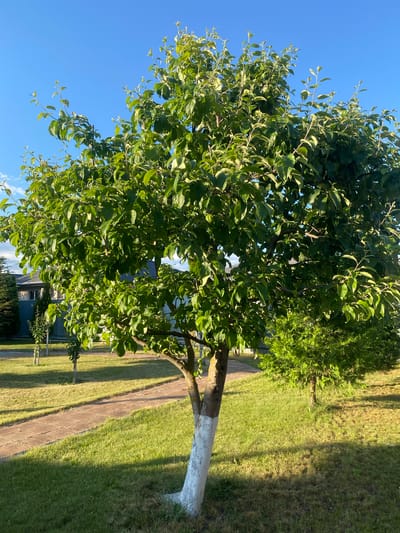 A mature apple tree stands in the foreground of a sunlit lawn in Volzhsk, Russia. The tree has a white-painted base and is laden with lush green leaves. To the left, a red brick pathway winds through the grass, leading towards a cluster of buildings in the background, including a residential house with a dark roof. Several younger trees and a dark green evergreen shrub are also visible on the property. The sky above is a clear, bright blue, with a hint of clouds on the horizon. The overall scene depicts a peaceful suburban garden on a sunny day.
