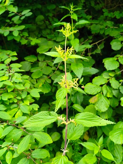 A close-up, vertical, eye-level shot captures a tall, green stinging nettle plant with its characteristic serrated leaves and delicate yellow flower clusters. The plant is positioned centrally, with its stem a deep maroon, contrasting with the vibrant green of its foliage. Behind the nettle, a dense backdrop of various green leaves and branches creates a natural, leafy environment. The lighting is even, highlighting the textures and shades of green throughout the scene. The image does not contain any people, nor does it provide specific information about its location within Gusyra, Russia.