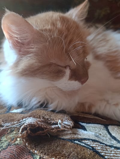 A close-up, shallow depth-of-field shot shows the head of a ginger and white cat sleeping on a textured blanket. The cat's eyes are closed, and its nose is a dark pink. Its fur is fluffy, with long white whiskers. The blanket appears to be a woven fabric with a pattern of brown, cream, and black. A small section of the blanket in the foreground is frayed and torn, revealing loose threads and a woven texture underneath. The lighting suggests it might be daytime, possibly indoors, with the light casting a soft glow on the cat's fur. The overall mood is peaceful and relaxed, emphasizing the cat's slumber. There is no visible text in the image.