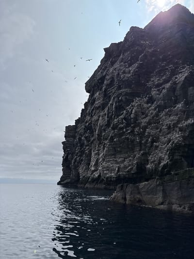 The image depicts a towering, dark, rocky cliff face overlooking the sea. The cliff is densely populated with numerous white seabirds, clinging to ledges and perches. The water in the foreground is dark and choppy, reflecting the overcast sky. Several seabirds are in flight in the sky above the cliff. The sun is partially obscured by clouds and the glare from the sun is visible. The scene appears to be a natural coastal environment, likely a seabird colony. Given the context of Shetland, United Kingdom, this scene is typical of the dramatic coastal landscapes and abundant birdlife found in the Shetland Islands. The location is likely a cliff face on one of the islands, such as Foula or Hermaness, which are known for their significant seabird populations.
