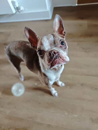 A brown and white Boston Terrier dog stands on a wooden floor, looking up at the camera. The dog has large, erect ears and expressive eyes. Its face is white with brown markings around the eyes and nose, and it has a wrinkled muzzle with visible teeth. To the left of the dog, a small, spiky white ball is visible on the floor. The background shows a white surface with some light fixtures, possibly part of a ceiling or cabinet. The lighting suggests an indoor setting, likely during the daytime. The dog's gaze and posture convey a sense of alertness and perhaps anticipation. No text is visible in the image.