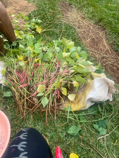 A pile of freshly harvested purple string beans with leafy green foliage and exposed roots sits atop a partly full, dirty white burlap sack. The beans are vibrant in color, suggesting recent harvesting. The scene is outdoors, with grass and dry hay visible in the background. A small portion of a person's clothing and hand appears in the frame's lower right corner. A brown human arm is shown at the bottom left corner.