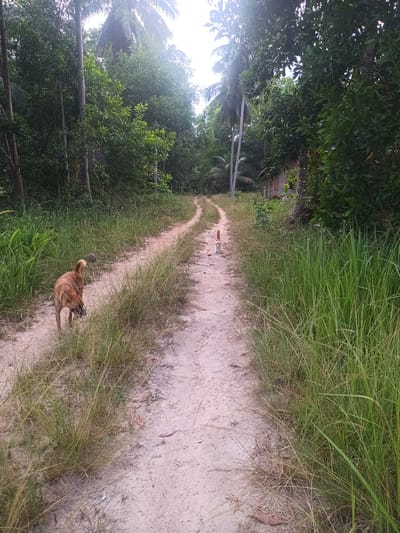 The image depicts a serene, unpaved dirt path winding through a dense, verdant landscape, characteristic of a tropical environment in Ban Tai, Thailand. Tall, lush green trees, including prominent palm trees, flank both sides of the path, with sunlight filtering through their canopy.
In the left foreground, a medium-sized brown dog stands at the edge of the path, facing away from the viewer. Its head is lowered, suggesting it is sniffing the ground or the tall grasses lining the track. Further down the path, closer to the center, a smaller, orange and white cat is visible, walking towards the camera.
The path itself is a light-colored sandy earth, showing signs of use. Abundant tall grasses, a mix of vibrant green and drier, straw-like hues, grow wild along the path's edges, almost encroaching upon the track. In the middle distance on the right side of the path, a small wooden house or structure can be glimpsed through the dense foliage, partially obscured by the trees.
The scene appears to be set during daytime, with bright, diffused natural light suggesting either an overcast sky or sunlight filtering heavily through the tree cover. The atmosphere is peaceful and natural, indicative of a rural or forested area. There is no visible text in the image.