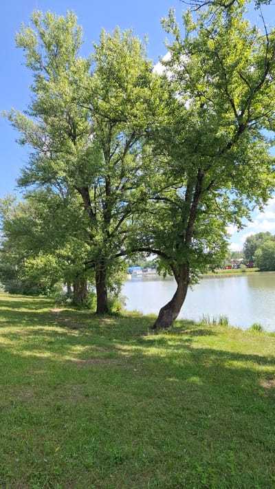 In the city of Cherkessk, Russia, this image captures a serene lakeside scene on a bright, clear day. A body of water, likely a lake or river, occupies the right side of the frame, its surface reflecting the pale blue sky and scattered white clouds. The water's edge is lined with green grass and tall reeds. In the foreground, a well-maintained grassy area is dappled with the shade of large, mature trees with full, leafy canopies. The trees are prominent features, with one tree on the right exhibiting a distinctive curved trunk near its base. In the distance, across the water, several small buildings with white roofs are visible, suggesting a settlement or recreational area. The overall impression is one of peaceful natural beauty.