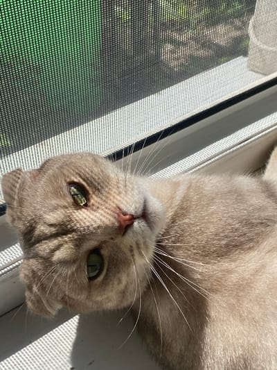 A pale fawn-colored cat with green eyes lies on a white windowsill. The cat's head is tilted towards the camera, and its body is partially obscured by a sunbeam. Behind the cat is a window screen, through which a blurred green and brown outdoor scene is visible. The light creates a grid pattern on the cat's face and fur.