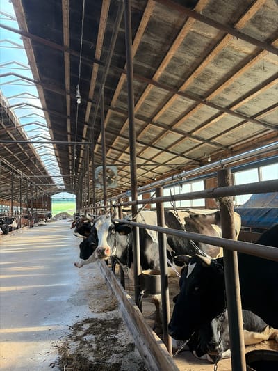 The image displays a large, well-lit barn interior, likely a dairy farm in Чумна, Russia. The perspective is a vertical shot looking down a long aisle of the barn.
On the right side of the frame, multiple Holstein-Friesian dairy cows are visible, standing in individual stalls. Their distinctive black and white coats are prominent, and several cows have chains around their necks and ear tags. A concrete feeding trough runs along their side, with remnants of feed scattered within, indicating recent or ongoing feeding.
The left side and upper portion of the image reveal the detailed structure of the barn's high ceiling. It features a robust framework of wooden beams and metal supports, with insulating panels or fibrous boards filling the spaces. Long, translucent skylights or windows run along the length of the roof, providing abundant natural light to the interior. Metal piping, possibly for ventilation, watering, or electrical conduits, is fastened along the ceiling structure, with small, simple light fixtures attached at intervals. A large, square industrial fan for ventilation is mounted high up, towards the middle distance of the barn.
At the far end of the barn aisle, the structure opens up, offering a clear view of a vibrant green field under a bright, clear sky, suggesting it is daytime. The overall scene depicts a functional, organized cattle housing facility. No people or discernible text are visible. The cows appear calm, engaged in routine activities of standing or eating.
