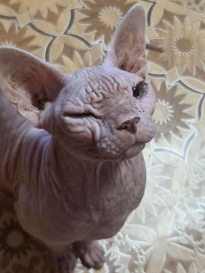 The image shows a close-up of a Sphynx cat with pinkish-purple skin and prominent wrinkles. The cat is positioned at an angle, with its head tilted and one eye partially closed, giving it a quizzical expression. Its ears are large and pointed. The background features a textured surface with a repeating floral or star-like pattern in shades of tan and cream. The lighting appears to be overhead, casting some shadows and highlighting the cat's wrinkled skin. There are no people or any discernible urban elements in the image; it appears to be an indoor setting. The location is identified as "Восход Снт (фролово), Russia," but there are no visual cues in the image to confirm or refute this specific location; it is an interior shot.