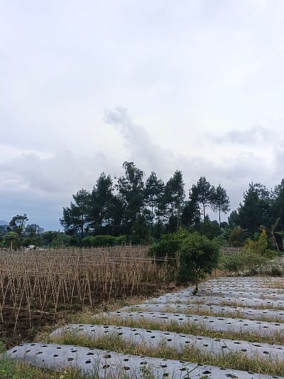The image displays an agricultural landscape in Kabiufa, Papua New Guinea, under an overcast sky. The background features a dense line of tall, dark green evergreen trees, primarily conifers, with hints of distant topography behind them. In the midground, the scene is horizontally divided into two distinct cultivated sections. The left section consists of a field with numerous parallel rows of vertical wooden or bamboo stakes, suggesting a support system for climbing crops, set in dark brown soil. The right section, extending into the foreground, shows multiple parallel raised soil beds covered with white plastic mulch film, perforated with regularly spaced holes. Sparse green grass and weeds are visible between these mulched rows. A singular, smaller leafy green tree stands between the staked field and the mulched beds. No individuals or specific agricultural activities are discernible.