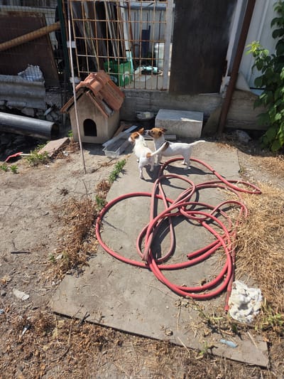 Two Jack Russell terriers are in a yard with a doghouse in Skutare, Bulgaria. The yard is paved in some areas and dirt in others, with dry grass and debris. A red garden hose is coiled on the ground. In the background, a metal fence surrounds an area with construction materials and a green plastic crate.