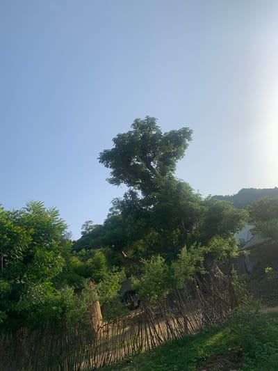 The image depicts an outdoor scene with lush green foliage, predominantly trees and bushes. A tall, mature tree with a wide canopy dominates the left side of the frame, its branches reaching upwards. The sky, a pale blue with some haziness, occupies the upper portion of the image. To the right, a rustic fence made of thin wooden stakes runs diagonally across the scene. Beyond the fence, a pathway or dirt road is visible, bordered by more greenery. In the background, the terrain appears to slope upwards, with dense vegetation covering the hillside. The lighting suggests it is daytime, possibly late morning or early afternoon, with the sun's rays creating a bright, slightly washed-out effect, especially in the sky. The overall impression is one of a natural, somewhat untamed environment, possibly a rural or semi-rural setting. No people or distinct objects are clearly visible besides the natural elements and the fence. The image appears to be taken in Reak, Nigeria, given the location context.