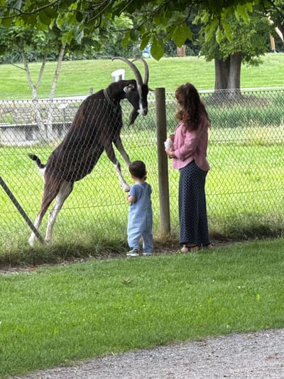 The image depicts an outdoor scene, likely at a zoo or farm, with a black goat on its hind legs reaching over a fence towards a young child. A woman stands behind the child, holding a white object. The environment consists of a grassy area, trees, and a chain-link fence. The presence of a goat and fence suggests an enclosure for animals. Based on the provided context, this scene is located in Kreuzlingen, Switzerland. The time of day appears to be daytime, with ample natural light.