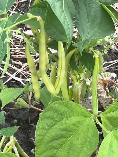 The image shows a close-up of a green bean plant growing in soil. The plant has several green bean pods hanging from its branches, along with large green leaves. The soil appears to be dark and somewhat dry, with some straw or dried plant material scattered on top. The overall impression is of a healthy, productive garden plant. The image does not provide any information about the location in Dobrogea Veche, Moldova, or any people or actions.