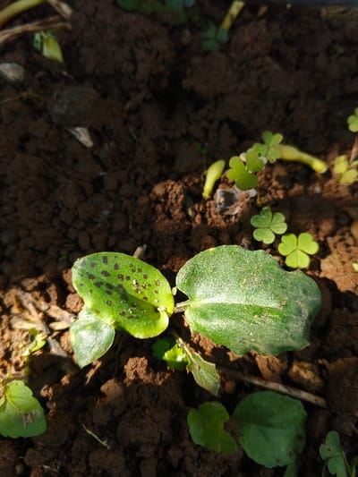 The image displays a close-up of a plant with two main leaves, growing in dark soil. The left leaf has distinct black spots, while the right leaf appears healthy, though a bit dusty. Clover plants with three leaves are scattered around. Debris, including small stems, is visible among the soil. The lighting is strong, with shadows obscuring parts of the ground.