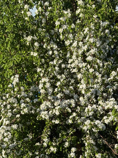 This media file presents a detailed, upward view into the canopy of a tree heavily laden with white blossoms and lush green leaves. The image captures the tree from below, looking up through its branches towards the sky, which is visible in small patches of blue through the foliage.
The primary subjects are the abundant white flowers, likely apple or a similar fruit tree in bloom, and their surrounding vibrant green leaves. Dark, gnarled branches weave throughout the scene, providing structure and contrast to the delicate petals. The blossoms are dense, covering much of the visible area, and many appear to be fully open, while some smaller buds are also present.
The activity taking place is the blooming of the tree, characteristic of springtime.
Notable details indicate a bright, sunny day. Direct sunlight illuminates the flowers and leaves, creating highlights and distinct shadows, suggesting a clear sky and either morning or afternoon light. The overall impression is one of natural beauty and the freshness of spring. No people or artificial objects are visible. There is no visible text in the image. While the provided context suggests Minino Stantsiya, Russia, the image itself does not contain any specific visual cues to confirm this geographic location beyond being a natural outdoor setting. The emotional tone conveyed is one of tranquility and natural splendor.