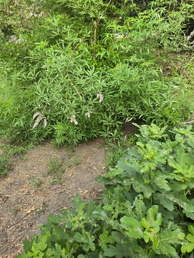 The image shows an outdoor scene with lush green foliage. In the foreground, there is a section of dry, brown ground with some scattered dried grass and small green plants. To the right, a plant with large, lobed green leaves is prominently featured, some of which show signs of damage or discoloration. Behind this, and extending to the left and further back, is a dense thicket of plants with smaller, elongated green leaves. Draped among these plants are delicate spikes of small, pale pink flowers. The overall impression is one of natural growth in an uncultivated area. The location specified as Severniy Mayak, Uzbekistan, is not directly indicated by any visual cues within the image itself, suggesting this information is external to the visual content.
