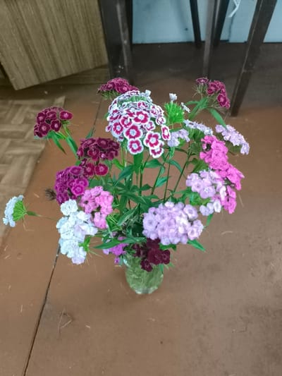 A vertical, eye-level, medium shot captures a bouquet of dianthus flowers in a clear glass vase, placed on a wooden surface that appears to be a table or floor. The dianthus flowers are in various shades of pink, white, and deep red. Some of the flowers have a white edge with a deep red center. The bouquet is full, with many small, fringed petals. Green leaves and stems are visible throughout the arrangement. In the background, the scene is dimly lit, with blurred wooden furniture and a light blue wall. The wooden surface beneath the vase is a warm brown with a visible crack and scattered straw-like debris. The overall impression is of a simple, domestic still life. There is no visible text, and no people are present. The time of day and weather are not discernible. The location context of Posadnikov Ostrov, Russia, is not visually apparent from the image itself.