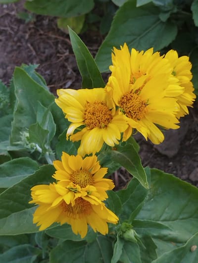 This media file shows a close-up view of several bright yellow flowers with double layers of petals. The flowers have textured, brown centers. They are surrounded by large, green leaves, some of which are slightly fuzzy in appearance. In the background, the ground appears to be dark soil with some sparse, dried organic material.

The scene is a close-up of flowers and foliage, suggesting a garden or natural setting. The lighting indicates it is likely daytime, and the colors are vibrant, suggesting good weather. There are no people visible, and no text is present in the image. The overall impression is one of natural beauty and growth. The location context provided is Vasylivka, Ukraine.