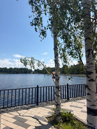The image captures a sunlit waterfront scene in Belaya Kholunitsa, Russia. Two birch trees with their distinctive white and black bark stand in the foreground, their delicate green leaves rustling in the breeze. One of the trees has a small wooden birdhouse attached to its trunk. A black metal fence runs along the edge of the paved walkway, separating it from the calm, blue water of a lake or river. Across the water, a dense line of green trees forms the far bank, under a bright blue sky dotted with fluffy white clouds. The walkway itself is paved with rectangular light and dark gray stones, creating a patterned surface. Shadows of the trees and fence are cast across the walkway, indicating the time of day is likely late morning or early afternoon. The overall atmosphere is one of peaceful natural beauty.