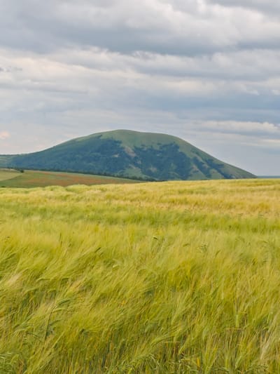 The image depicts a rural landscape under a cloudy sky. In the foreground, a field of tall, green and yellow grass or grain is swaying, appearing to be a wheat or barley field due to the visible awns on the stalks. The field extends to the middle ground, where a distinct, rounded green hill dominates the horizon. The hill is covered in vegetation and has some lighter patches, possibly indicating exposed rock or different types of flora. A band of reddish-brown, likely cultivated land, is visible on the slope of the hill, creating a contrast with the green. The sky is overcast with numerous horizontal clouds in shades of gray and white. The scene is devoid of human presence or any artificial structures, suggesting a natural or agricultural setting in the vicinity of Юца, Russia. The lighting is diffused, consistent with an overcast day.