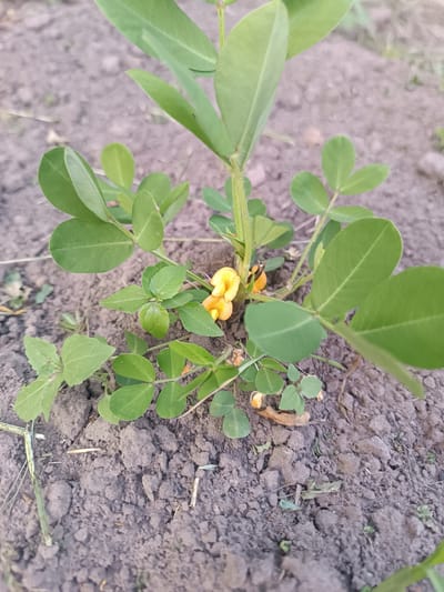 A young peanut plant with green leaves and yellow flowers grows in dark soil. The plant has multiple stems and branches, with compound leaves each consisting of several leaflets. Two small yellow flowers are visible, one in focus and another slightly out of focus. The soil is dry and appears to be tilled, with some small debris and dry plant matter scattered on the surface. The background is blurred, suggesting a shallow depth of field. The image captures a close-up view of the plant's growth in its natural environment. This scene is located in Абухаўскі сельскі Савет, Belarus.