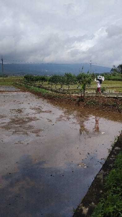 The image displays a rural landscape in Panjalu, Indonesia, characterized by cultivated land, mountains, and a wet pathway under an overcast sky.
In the foreground, a wide, dark grey paved surface, possibly a road or path, stretches across the frame. Its surface is notably wet and reflective, mirroring the cloudy sky above. Along the immediate right edge of this path, a thin strip of lush green grass and other low-lying plants grows.
In the middle ground, positioned towards the left side, a single person is visible. They are dressed in a light-colored top, possibly white, and what appears to be red shorts or trousers. The individual is carrying a substantial white object or bag on their back, suggesting they might be involved in work or transportation. They stand adjacent to an area of cultivated land, likely a paddy field, which is also visibly wet and muddy, indicating recent tilling or irrigation. Several rows of young trees or shrubs are planted in this agricultural section, adding a structured element to the natural setting. A tall, slender utility pole stands upright in the mid-ground, slightly off-center to the left.
The background is dominated by a range of rolling mountains or hills, partially obscured by the hazy or cloudy conditions. The sky above is entirely covered with light grey, scattered clouds, suggesting an overcast day, which corresponds with the wet ground and reflective surfaces. The overall scene depicts a tranquil, agricultural environment. There is no visible text in the image.