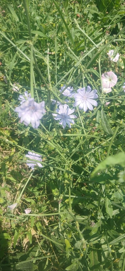 The image shows a close-up of a patch of wild vegetation, predominantly green with some light purple and white flowers. The scene appears to be an outdoor, natural environment, possibly a roadside, field, or uncultivated area within or on the outskirts of Jizzakh, Uzbekistan. The focus is on the intricate network of stems, leaves, and delicate blooms, suggesting a sunny day with good lighting. No people or man-made structures are visible. The overall impression is one of natural overgrowth.