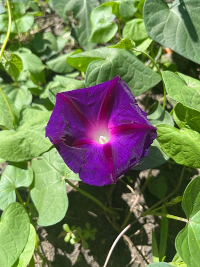 A close-up, overhead shot captures a vibrant purple morning glory flower in full bloom, its trumpet-shaped petals unfurling towards the viewer. The flower is the central subject, with its deep purple color transitioning to a bright pinkish-white at its core where a small white stamen is visible. The petals show visible veins and some slight imperfections, suggesting a natural, outdoor setting.
The flower is nestled amongst lush, green foliage, likely its own leaves and vines, as well as other plants. These leaves are broad and heart-shaped, with a slightly textured surface. Sunlight filters through the leaves, creating dappled shadows on the ground below, which appears to be soil or dirt. The lighting suggests it is daytime, possibly late morning or early afternoon, with bright, direct sunlight.
No people are visible in the image. The overall scene is one of natural growth and beauty. The image does not contain any visible text. The location context provided is Bilenke, Ukraine.
