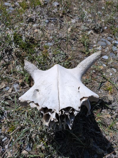 A bleached white skull of a large ungulate, possibly a cow or buffalo, lies on dry, sparse vegetation and gravelly soil. The skull is oriented with its base facing the viewer, revealing a complex, hollow structure of bone at the lower jaw area. Two horn cores, textured and pointed, project upwards and outwards from the sides of the skull. The environment appears arid and untamed, with patches of dry grass, small stones, and dark soil. The skull is the central subject of the image, positioned in the foreground, with the background blending into the natural terrain. There are no people or any signs of recent activity. The scene suggests a natural decomposition process in an outdoor setting, possibly in a rural or wild area near Matayeen, India.