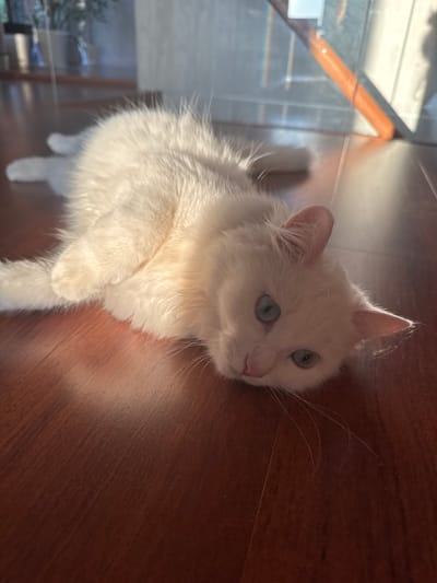 A white cat with blue eyes is lying on a wooden floor. The cat is in the foreground, and its body is partially in sunlight. The background is out of focus and shows what appears to be a window with some plants. The image was taken indoors. The location of Burdyata, Russia is not visible or indicated in the image.
