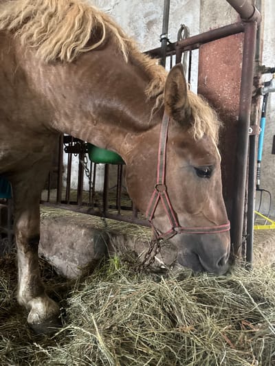 The image shows a close-up of a brown horse in a stable. The horse is wearing a red and black halter and is eating hay from the ground. The horse's head and neck are visible, as well as part of its front legs. The background consists of a stable wall, metal bars, and more hay. The image was taken in Stare Ratowo, Poland.