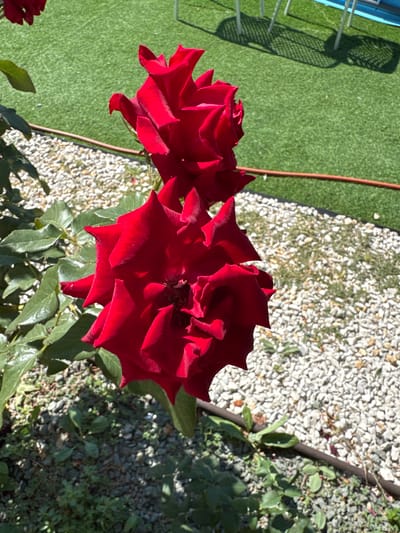 A close-up, vertical shot showcases two vibrant red roses in full bloom. The roses are the primary subjects, with their velvety petals sharply focused and their deep red color contrasting against the background. Behind the roses, a bed of white gravel and green foliage forms the mid-ground. In the upper portion of the image, a patch of artificial turf is visible, with the shadows of what appear to be outdoor chairs cast upon it. A thin brown hose snakes across the gravel and grass. The scene is bathed in bright sunlight, casting distinct shadows and highlighting the texture of the rose petals and gravel. The image appears to be taken outdoors, possibly in a garden or park setting. There are no people or animals visible in the frame. The location is identified as Uyutnoye, Ukraine.