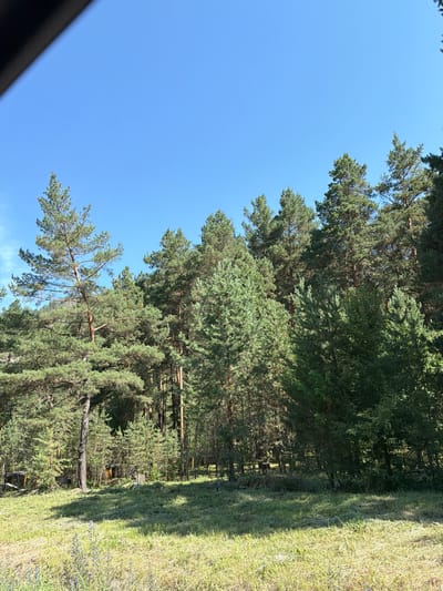 The image depicts a sunlit forest scene with a clear blue sky overhead. In the foreground, a mown grassy area is visible, with some wildflowers and tall grass. Behind the grass, a dense forest of coniferous trees, primarily pines, dominates the midground and background. The trees vary in size and density, creating a layered effect. Some of the trees are tall and slender, while others are broader. The sunlight casts dappled shadows on the forest floor, suggesting a bright day. In the far background, hints of what might be man-made structures or debris are barely visible amongst the trees, particularly in the lower right portion of the image where some yellowish vertical elements can be discerned. No people or animals are present in the image. The overall impression is of a natural, undisturbed forest environment on a clear day. The location is specified as Uznezya, Russia.
