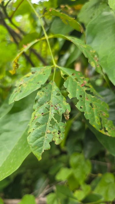 The image shows a cluster of green leaves with significant damage in Pante Aree, Indonesia. Several leaves have numerous holes and ragged edges, indicating insect or pest damage. The leaves are set against a backdrop of other foliage, suggesting they are part of a tree or shrub. The overall color palette is various shades of green. The image is taken outdoors in daylight.