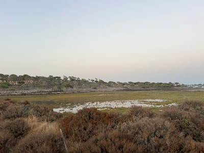 The image depicts a wide view of a coastal wetland located near Almancil, Portugal. The foreground is dominated by dense, low-lying shrubbery with a mix of brown and reddish-brown foliage. The midground features an expansive area of green and brown marshland, interspersed with irregular patches of standing water. Horizontally traversing the scene in the background is a long, elevated wooden boardwalk with railings. Two indistinct human figures are visible walking on this boardwalk from left to right. Behind the boardwalk, a natural sandy ridge or dune is covered with a line of scattered, mature trees, characterized by their somewhat flat canopies. In the far right background, a cluster of faint white structures is discernible. The sky is a clear, pale blue-grey, indicating diffuse daylight conditions.
