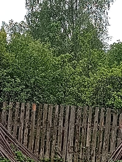 The image shows a rustic wooden fence in Ostrov-Zalit, Russia, with dense green foliage forming the background. The fence is constructed from vertical wooden planks of varying widths and textures, with some appearing weathered and aged. A single plank with an orange mark is visible within the fence. To the left of the fence, a pile of thin, dark, diagonal sticks or branches is present. The lush green vegetation behind the fence is rich with leaves and branches, suggesting a natural, possibly overgrown setting. The sky above the trees is a hazy white, indicating an overcast or bright daylight condition.