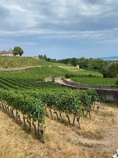 This is a landscape photograph of vineyards in Boudry, Switzerland. In the foreground, rows of grapevines with lush green leaves are supported by wooden stakes and metal poles. The ground around the vines is covered in dry, yellowed grass and some scattered fallen leaves. A winding dirt path is visible among the vines.
In the middle ground, more rows of grapevines stretch up a sloping hillside. A low stone wall runs horizontally across the hillside, delineating different sections of the vineyard. A small, rustic building with a red-tiled roof sits nestled among the vines on the hillside. Further up the slope, a pathway winds through the vineyard.
In the background, a cluster of buildings, appearing to be houses with red-tiled roofs, are situated on the crest of the hill. Behind the vineyards and houses, a dense line of trees forms a green backdrop. In the far distance, a body of water, likely a lake, is visible, bordered by a hazy horizon. The sky above is cloudy, with a mix of gray and white clouds against a pale blue sky. The overall scene depicts a tranquil vineyard landscape in a rural setting.
