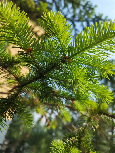 The image shows a close-up of vibrant green pine needles on a branch. The needles are sharp and pointed, with a slightly fuzzy texture, and some small brown buds are visible at the base of the needles. The background is blurred, with hints of a light brown wall or building on the left and a soft blue sky with some out-of-focus green foliage on the right. The lighting suggests it is daytime, with sunlight illuminating the needles. No people or specific landmarks of Sheregesh, Russia, are identifiable in this image.