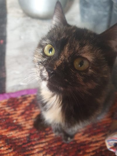 A tortoiseshell cat gazes upwards with striking yellow-green eyes. The feline's coat features a mix of black, brown, and cream colors. The cat's head is tilted, placing the viewer in a position where they are looking down at the animal. The background includes a gray floor and a colorful rug. The cat's expression is inquisitive.