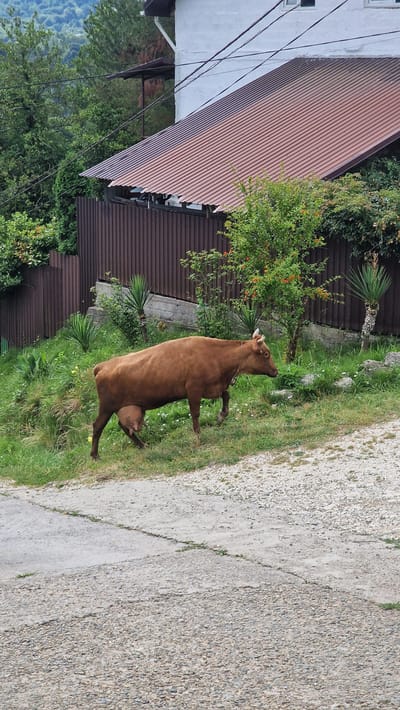 A brown cow with a bell around its neck walks on a grassy slope next to a gravel and concrete path. The cow has a prominent udder and appears to be pregnant or recently calved. In the background, a corrugated metal fence separates the grassy area from a white building with a brown metal roof. There are also several green plants, including some with small orange fruits, and some yucca-like plants. The scene is set in a rural or semi-rural area, possibly in Verkhovskoye, Russia, given the foliage and building style. The lighting suggests it is daytime, with overcast or diffused light.