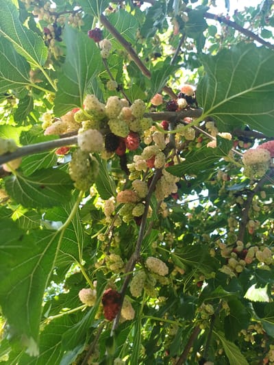 The image shows a close-up view of mulberry fruits on branches, surrounded by green leaves. The mulberries are in various stages of ripeness, with some appearing white, light pink, and red. The lighting suggests it is daytime, with sunlight filtering through the leaves. The scene depicts a natural setting, likely a tree in an outdoor environment. There are no people or any indication of human activity or interaction. The image is taken from a low angle, looking up into the branches of the tree. The location of this image in the city of Trypillia, Ukraine, is not visually evident from the image itself, as it lacks any recognizable landmarks or geographical markers.