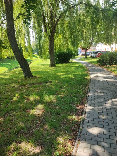 The image depicts a paved pathway curving through a green, grassy area shaded by weeping willow trees. To the right of the path, several cars are parked along a street, with buildings visible in the background. The pathway is constructed of grey rectangular pavers, and the grass is well-maintained, with patches of sunlight filtering through the leaves. The environment suggests a public park or a residential area with green spaces. The provided location information indicates this scene is in Nový Jičín, Czechia.