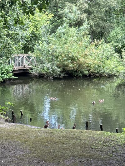 The image depicts a serene natural scene featuring a body of water bordered by lush green trees and vegetation. A small wooden bridge with a white railing spans a section of the water. Several ducks are visible in the water, with some swimming and one standing on the grassy bank. Wooden posts are scattered along the water's edge. The overall impression is one of tranquility and natural beauty. The location is the Bürgerpark in Bassum, Germany, a public park renowned for its picturesque landscape and recreational amenities.