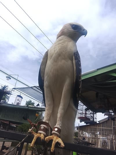 A low-angle, medium shot captures a large bird of prey, likely an eagle, perched on a railing. The bird has white and brown plumage, with sharp talons and a hooked beak. It is wearing leather anklets with metal accents. In the background, a cloudy sky is visible, along with utility wires. To the left, a street lamp and a covered structure with bird cages are present. Further back, bamboo fences and more bird cages are visible, suggesting an outdoor market or aviary. The setting is Kuta Trieng, Indonesia, and the scene appears to be daytime, with overcast conditions. No people are prominently featured in the image.