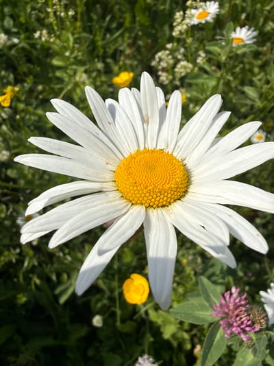 A close-up, eye-level shot captures a large daisy with bright white petals and a vibrant yellow center, dominating the foreground. The daisy's petals are crisp and detailed, with some showing slight wear. In the background, a field of green grass is dotted with other wildflowers, including small yellow buttercups and scattered white daisies. A cluster of pink clover is visible to the right. The sunlight casts subtle shadows across the daisy's petals. The scene appears to be a natural, outdoor setting in a meadow or field, likely in Aryshkhazda, Russia, given the context. There are no people or animals present in the image.