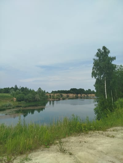 The image depicts a body of water in Cēsis, Latvia, likely a quarry or lake. The foreground is dominated by dry, sandy earth with sparse vegetation and tall green grass. The middle ground features a tranquil lake with reflections of the surrounding trees and the sky. The far bank of the lake is lined with a dense forest of green trees, with a visible sandy cliff face interspersed with foliage. A tall birch tree with white bark stands prominently on the right side of the image, amidst lush green bushes. The sky is overcast with a pale blue hue and wispy clouds. There are no people or animals visible in the scene.